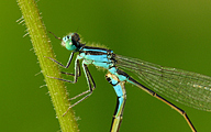 Common Bluetail (Male, Ischnura elegans)